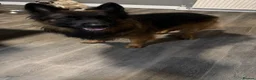 German Shepherd dogs for sale: GLENCONNER GERMAN SHEPHERDS  - Advert 12