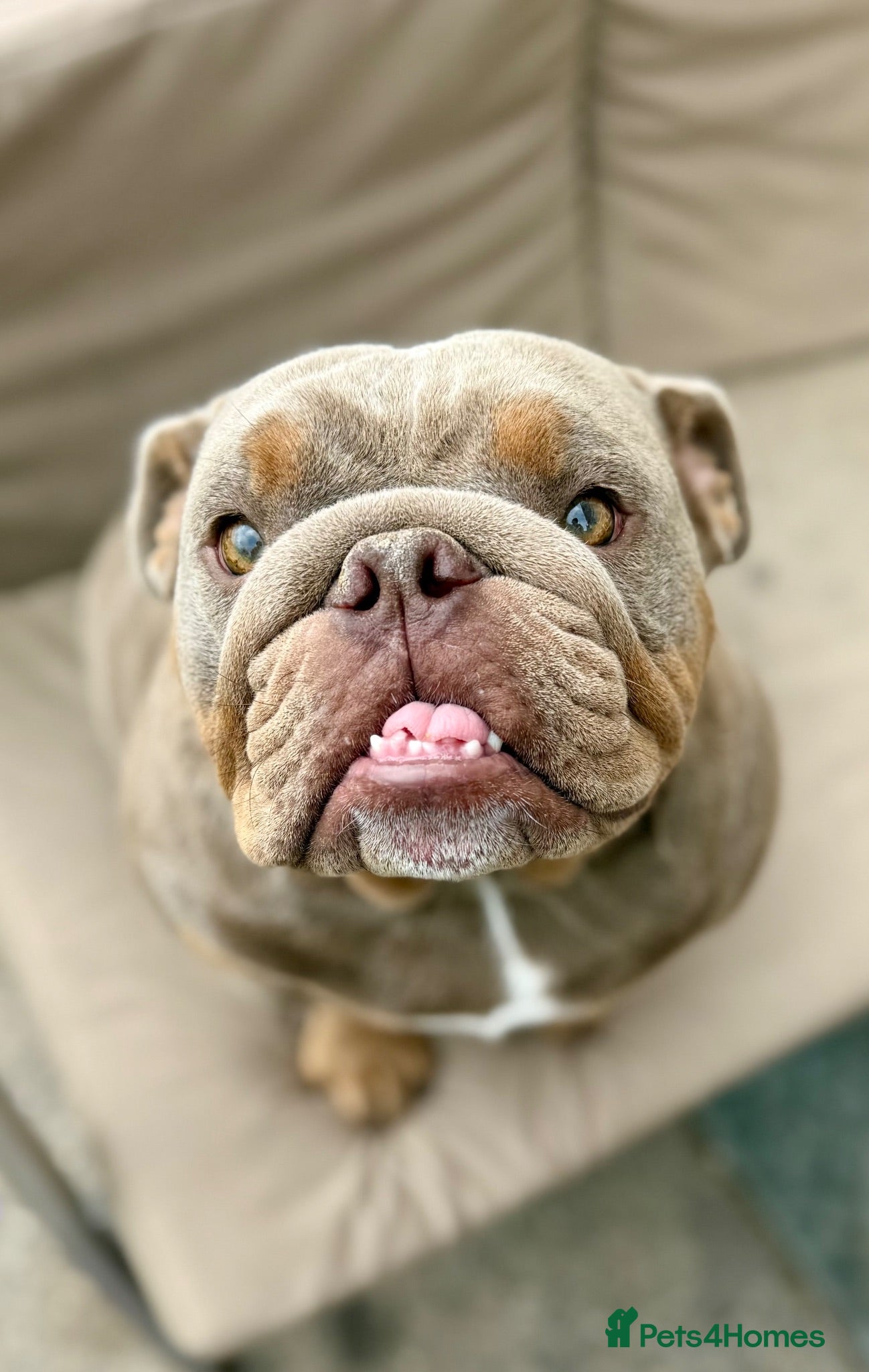 English Bulldog dogs 3 beautiful KC registered English Bulldogs - Advert 7