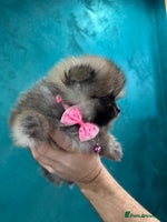 Pomeranian dogs Last KC girl and boy left,ready to leave Monday! - Advert 5