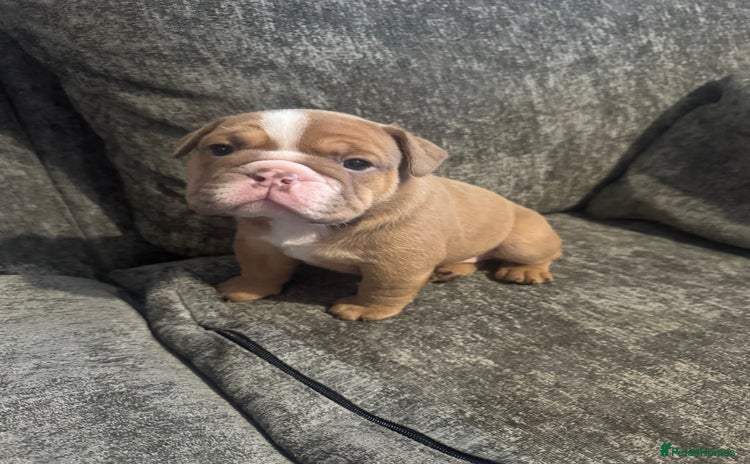 English Bulldog dogs - Advert 1