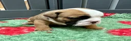 English Bulldog dogs for sale: Stunning litter of kc reg English bulldog puppies  - Advert 14