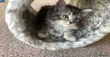 Ragdoll cats - Advert 4