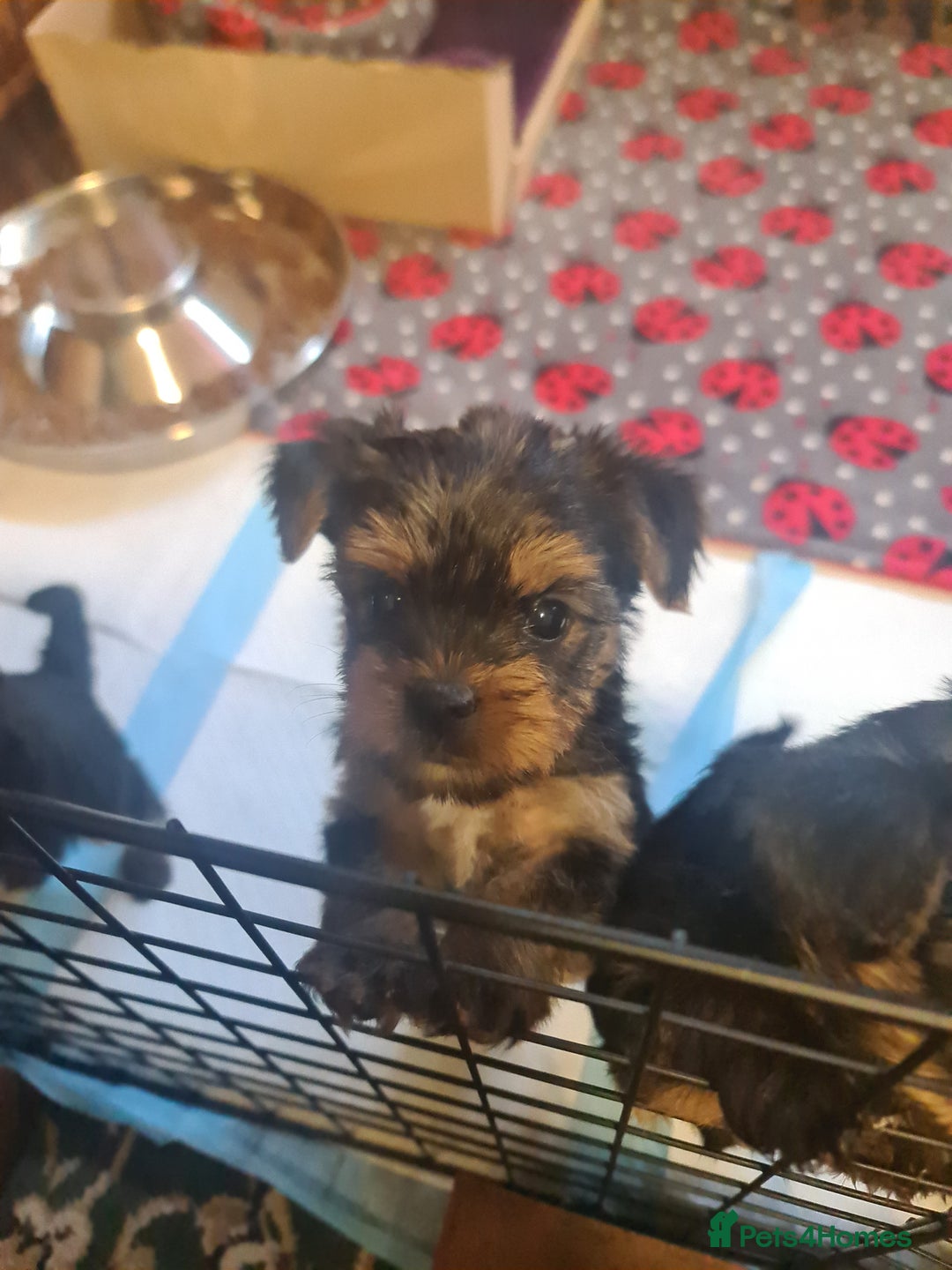 Yorkshire Terrier dogs for sale: Last female Yorkshire Terrier puppy left - Image 31