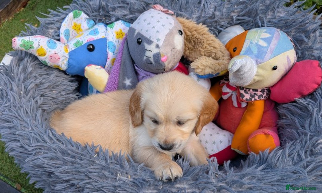 Golden Retriever dogs for sale: Gorgeous Golden Retriever puppies - Image 2
