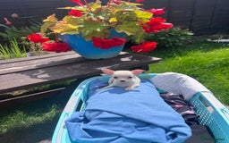 Chihuahua dogs for sale: Chihuahua puppies smooth coat - Image 18