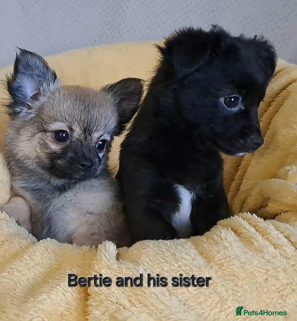 Chihuahua dogs 11 week old male long coat chihuahua pup - Advert 7