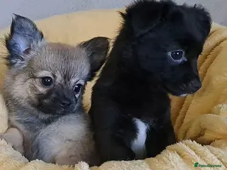 Chihuahua dogs 11 week old male long coat chihuahua pup - Advert 7