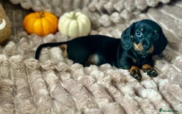 Dachshund dogs for sale: Dachshunds mini puppies   - Image 24
