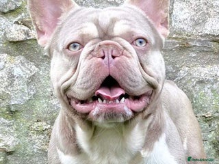 French Bulldog dogs in Gunnislake - Advert 2