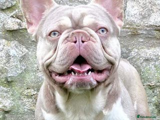 French Bulldog dogs ⭐️KCREG 4 PANEL CLEAR NEW SHADE ISABELLA PIED STUD in Gunnislake - Advert 10