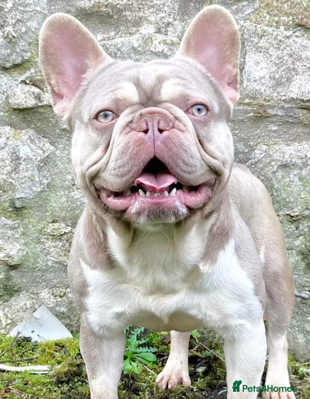 French Bulldog dogs for stud: ⭐️KCREG 4 PANEL CLEAR NEW SHADE ISABELLA PIED STUD in Gunnislake - Advert 1