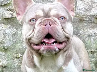 French Bulldog dogs ⭐️KCREG 4 PANEL CLEAR NEW SHADE ISABELLA PIED STUD in Gunnislake - Advert 7