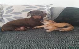Chiweenie dogs for sale: Chiweenie pups in Merthyr Tydfil - Image 2