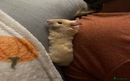 Hamster rodents for sale: Gorgeous male Syrian hamster  - Image 9