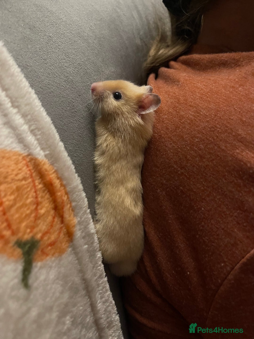 Hamster rodents for sale: Gorgeous male Syrian hamster  - Image 9