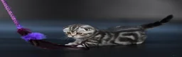 Scottish Fold cats for sale: LICENSED CATTERY, PURE BREED TOP QUALITY KITTENS - Advert 10