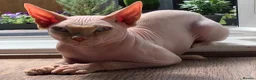 Sphynx cats for sale: White Blue Eyed 2 yo Male Sphinx in Northampton - Advert 1