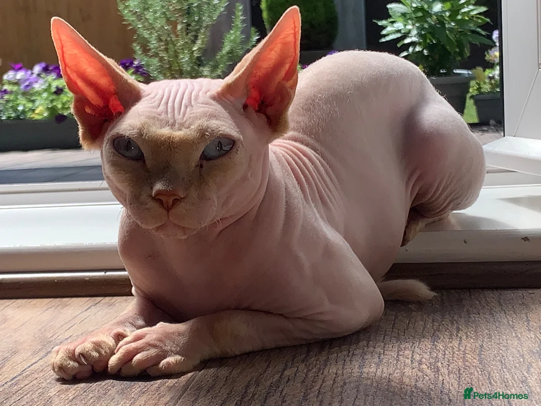 Sphynx cats for sale: White Blue Eyed 2 yo Male Sphinx in Northampton - Advert 1