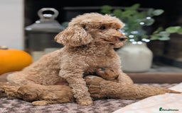 Cavapoo dogs for sale: 🌟F1 Cavapoo puppies Extensively health tested🌟  - Advert 6