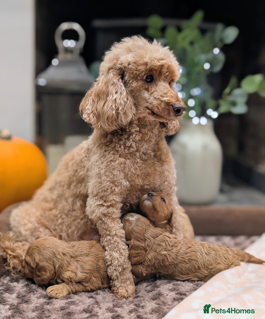 Cavapoo dogs for sale: 🌟F1 Cavapoo puppies Extensively health tested🌟  - Advert 6