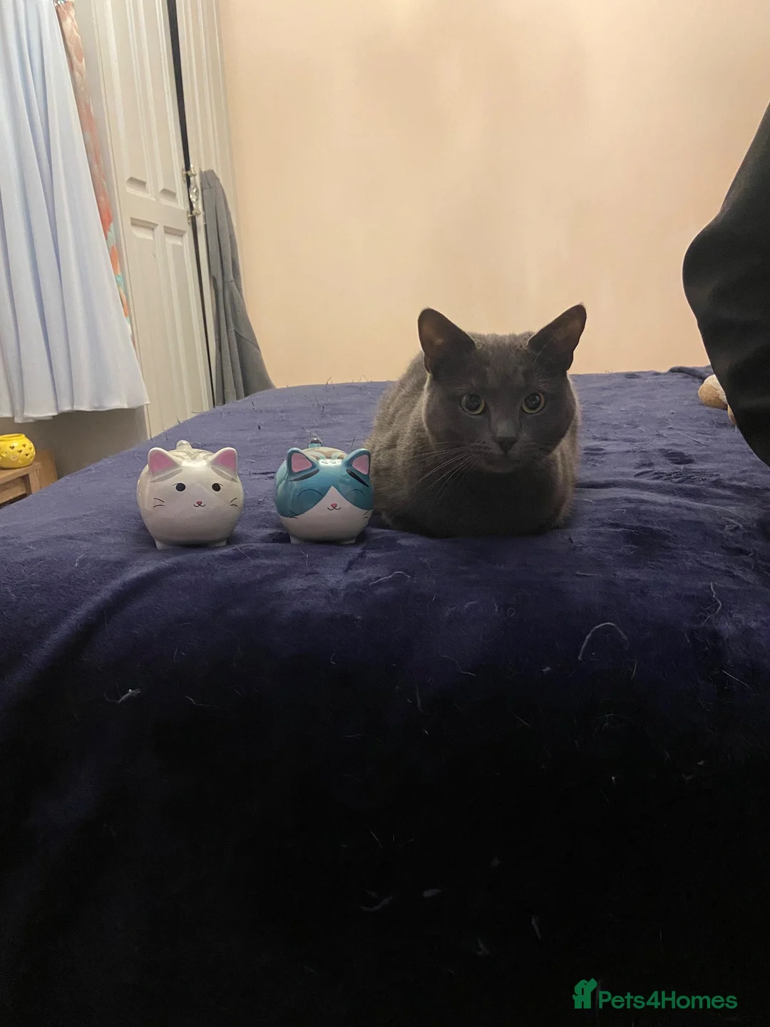 British Shorthair cats for sale: 2 bonded cats for rehoming - Advert 8