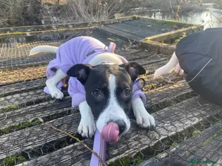 Mixed Breed dogs 5 month small staffy x lurcher female pup - Advert 1