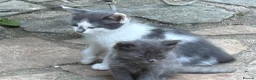 Mixed Breed cats for sale: Ragdoll x gorgeous  - Advert 18