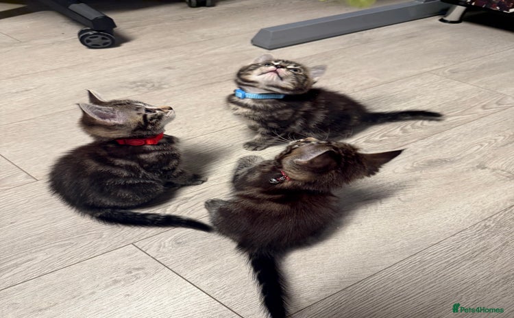 Mixed Breed cats - Advert 3