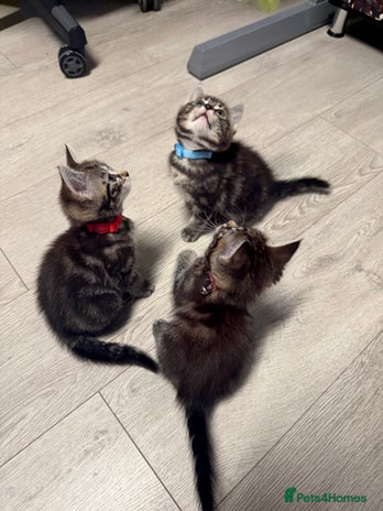 Mixed Breed cats - Advert 3