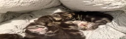 Mixed Breed cats for sale: Maine coon cross kittens  - Advert 4