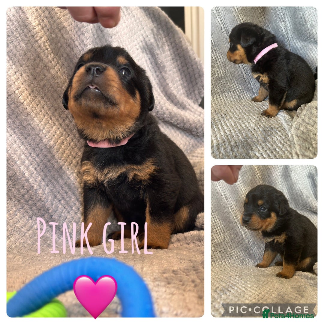 Rottweiler dogs for sale: Rottweiler puppies  - Advert 12