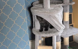 Domestic Shorthair cats for sale: Kittens for sale  - Image 3