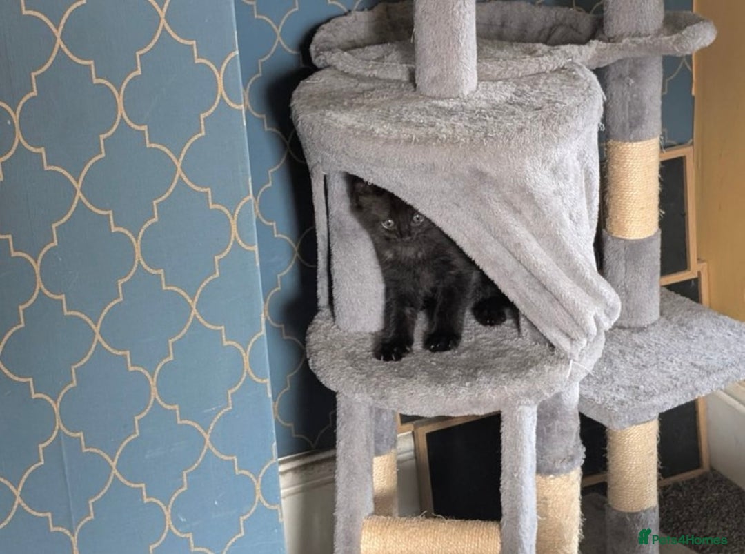 Domestic Shorthair cats for sale: Kittens for sale  - Image 3