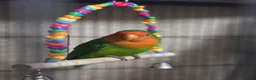 Lovebirds birds for sale: Bonded pair of lovebirds for sale - Advert 7
