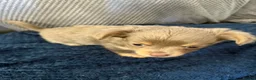 Chihuahua dogs for sale: Beautiful fluffy Chihuaha pups for sale - Advert 9