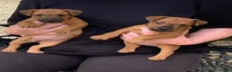 Lakeland Terrier dogs for sale: Lakeland terrier pups  - Advert 6