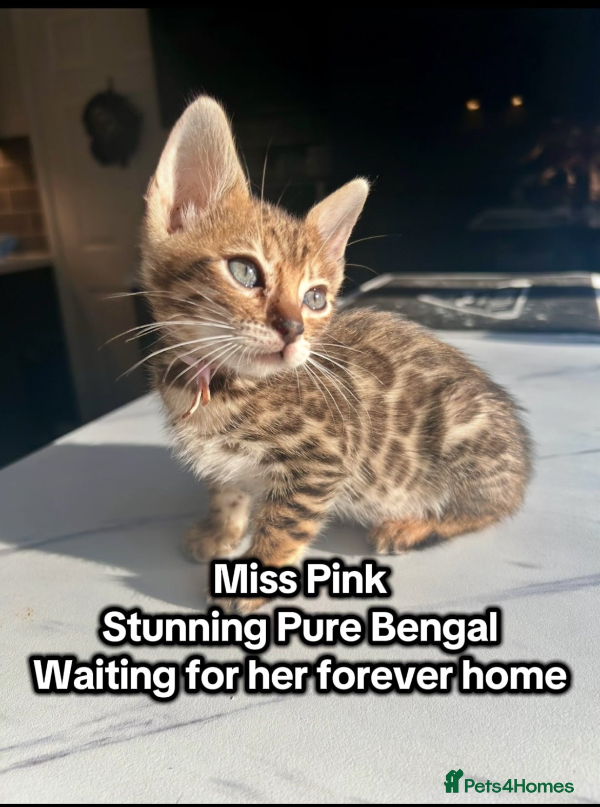 Bengal cats 4 tiger cub bengal girls for sale 🤩READY NOW🤩 - Advert 6
