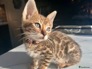 Bengal cats 4 tiger cub bengal girls for sale 🤩READY NOW🤩 - Advert 18