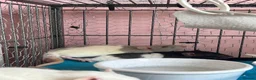 Rat rodents for sale: 4 male rats with complete set up  - Advert 8