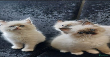 Ragdoll cats - Advert 13