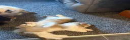 Ragdoll cats for sale: Adorable ragdolls - Advert 2