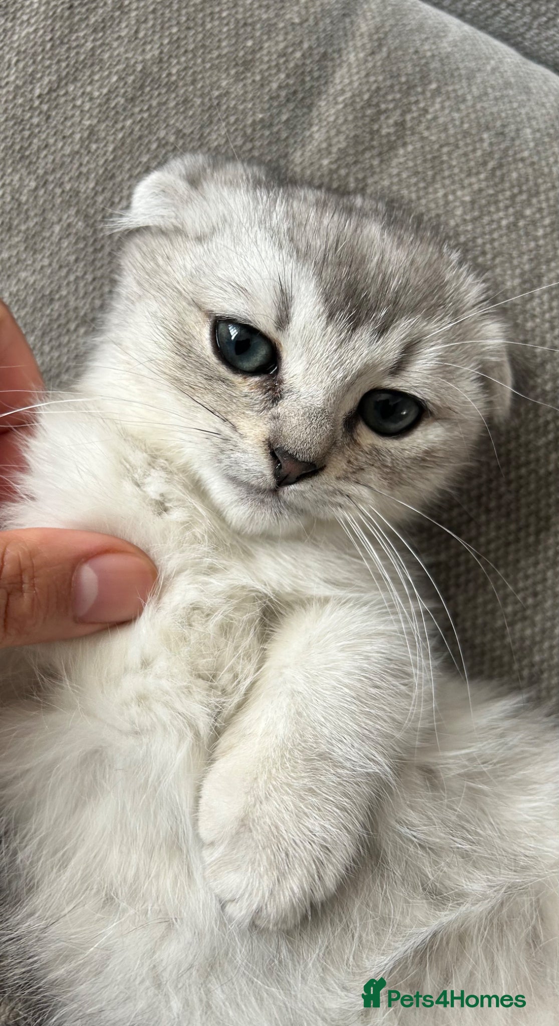 Scottish Fold cats Scottishfold puppy like - Advert 2