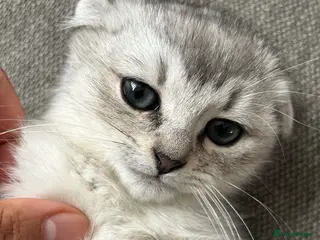 Scottish Fold cats Scottishfold puppy like - Advert 2