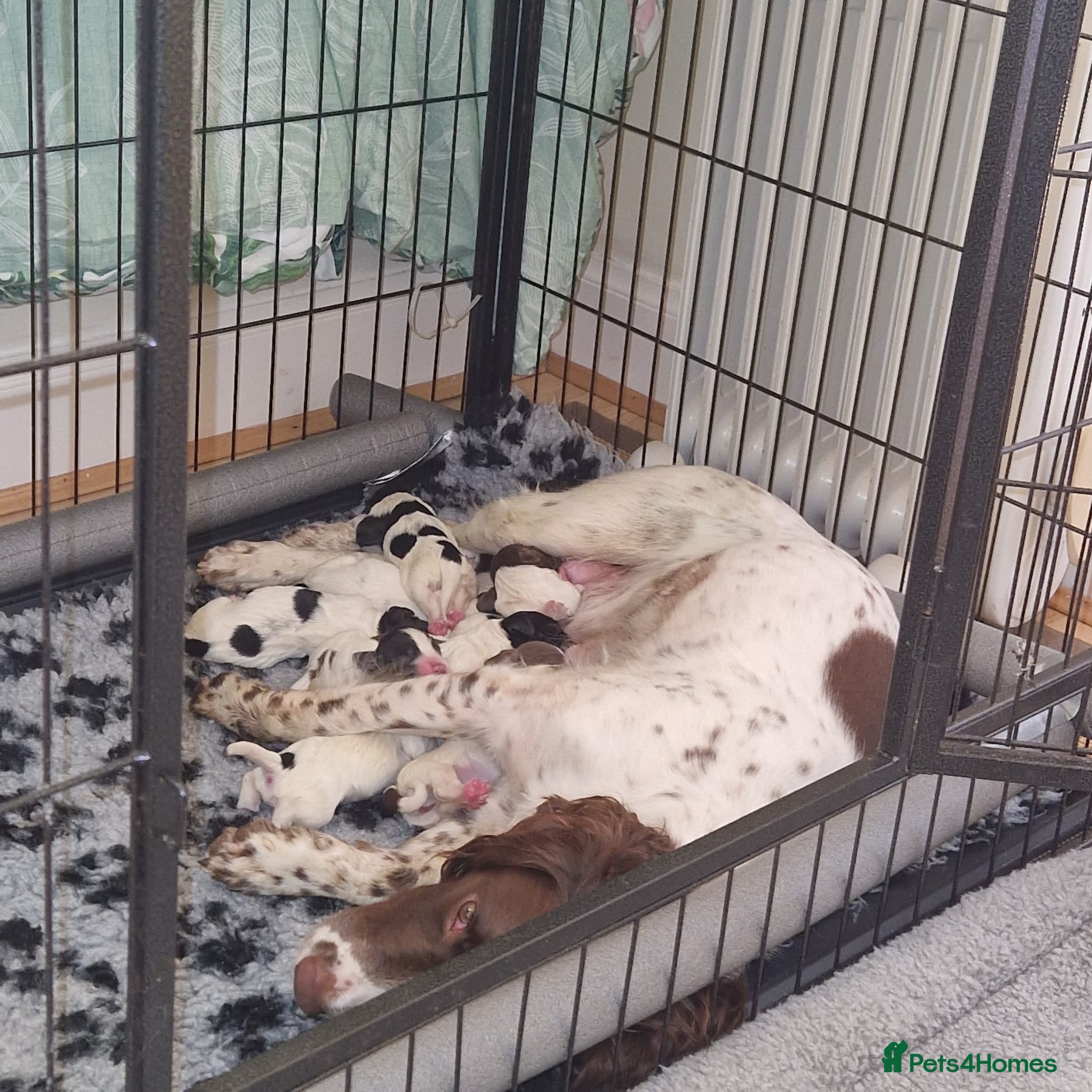 Sprocker dogs Chunky Sprocker Spaniel Puppies! - Advert 1