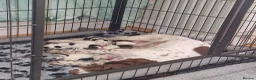 Sprocker dogs for sale: Chunky Sprocker Spaniel Puppies! in Ayr - Advert 1