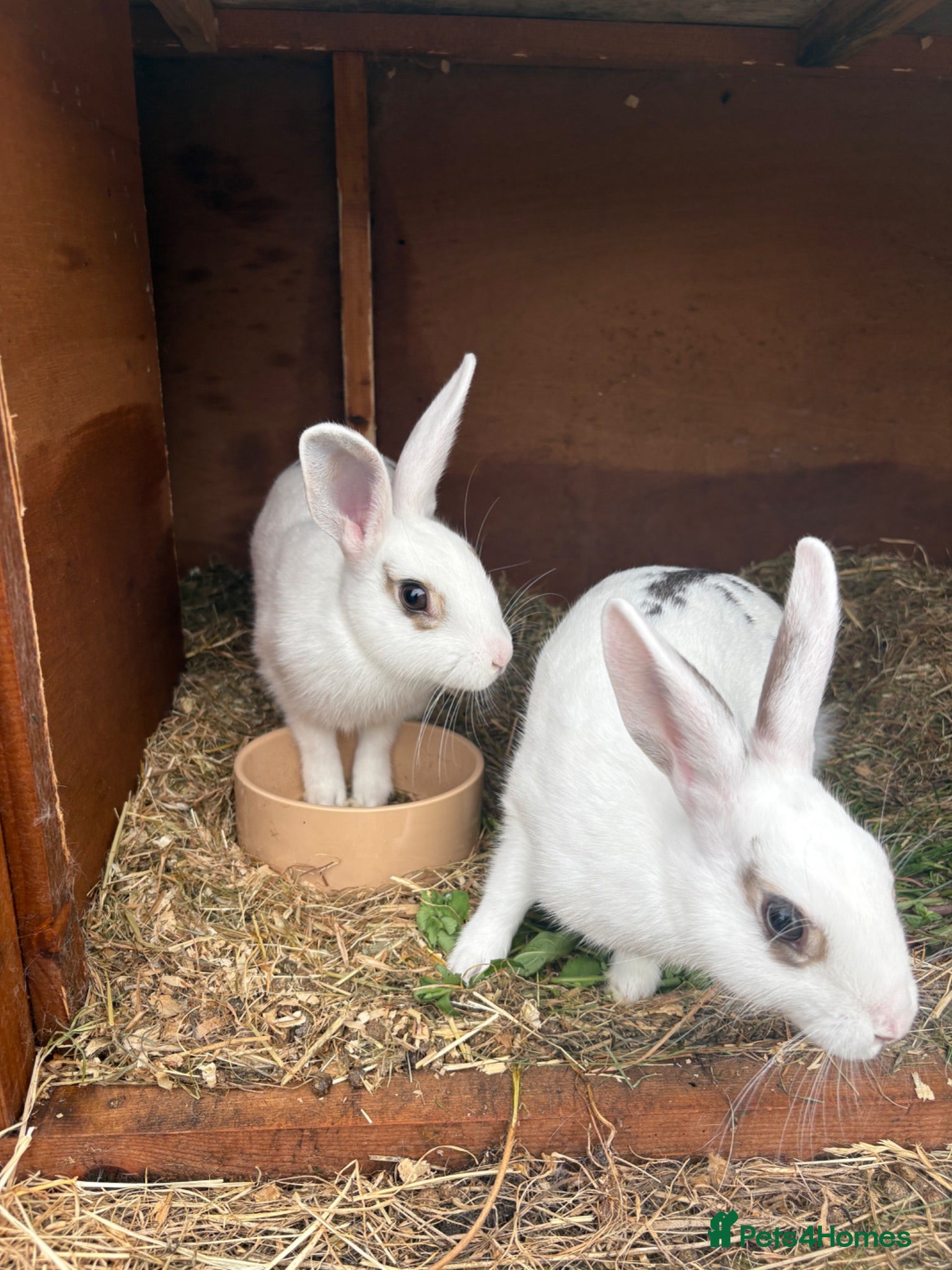 Rex rabbits Rex X Dutch Bunnies Ready Now  - Advert 2
