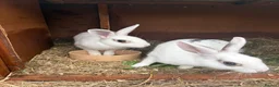 Rex rabbits for sale: Rex X Dutch Bunnies Ready Now  - Advert 2
