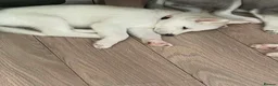 Siberian Husky dogs for sale: Siberian huskies ready to leave  - Advert 6