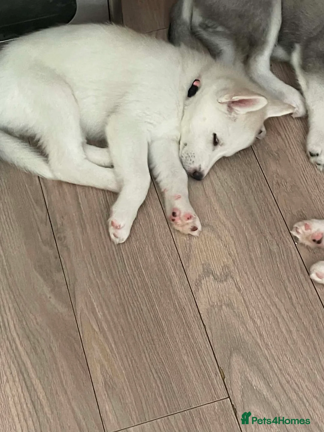 Siberian Husky dogs for sale: Siberian huskies ready to leave  - Advert 6