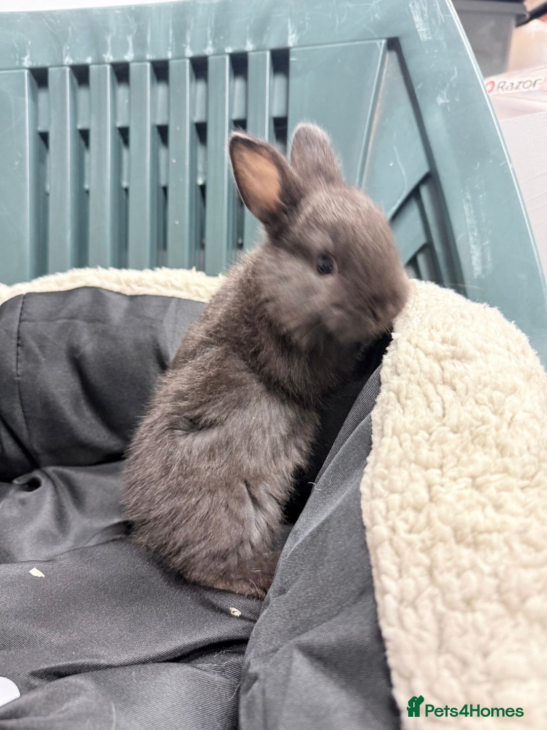 Mixed Breed rabbits for sale: Baby bunnies - Advert 12